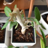 ベンガレンシスの挿し木 メネデール希釈水 鉢植えに わが家のここち