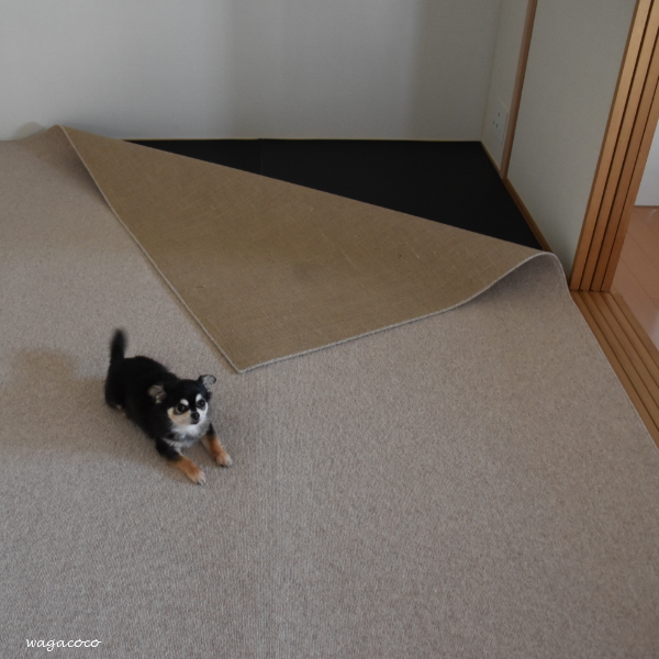 防虫シート 防音マット敷きました 畳の上にカーペット完結 わが家のここち